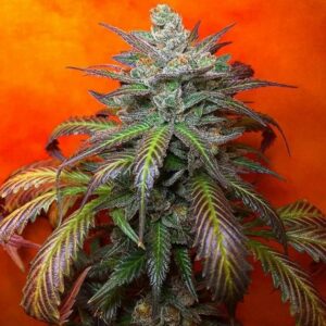 blue raspberry truffle marijuana strain