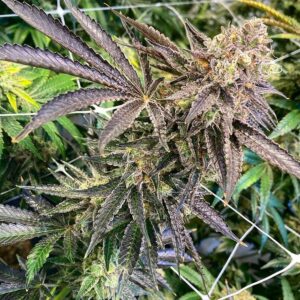 buckin runtz marijuana strain