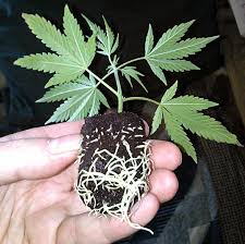 cannabis clone rootings
