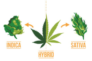hybrid cannabis