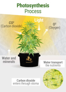 cannabis photosynthesis