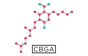 cannabigerolic acid cbga