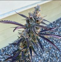 tropic runtz marijuana strain