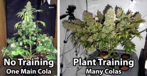 cannabis training