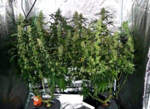 marijuana grow guide