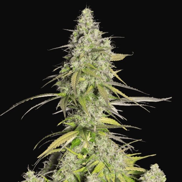 CBD Girl Scout Cookies Seeds Feminized