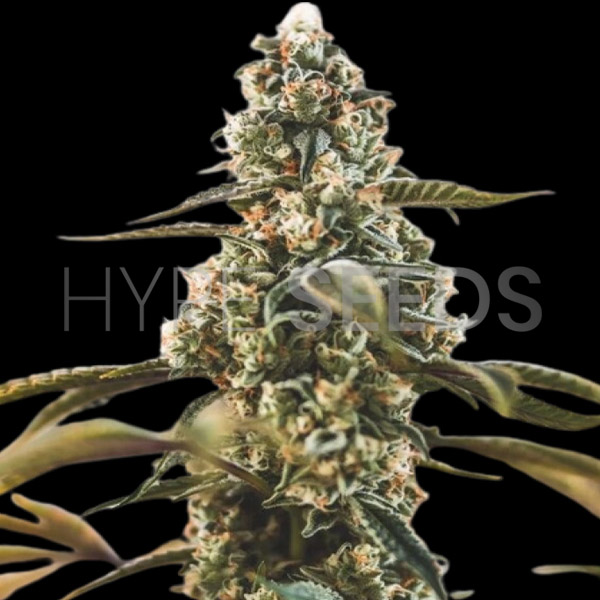 Fruity Pebbles Seeds Feminized Hype Seeds Seed Bank