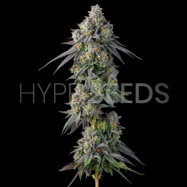 Grape Octane Seeds Feminized